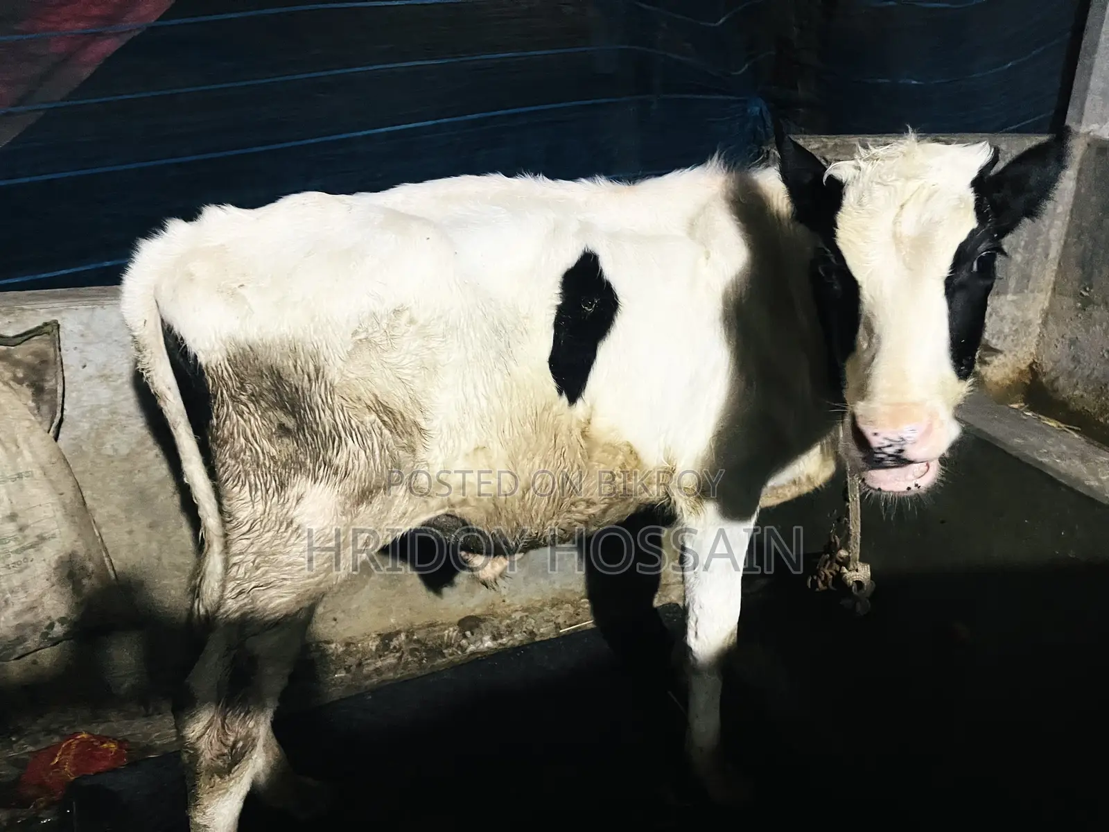 Holstein Friesian bull calf