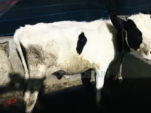 Holstein Friesian bull calf