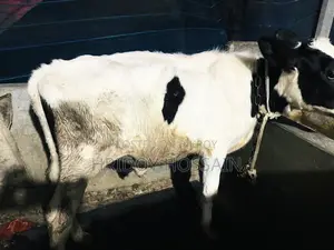 Holstein Friesian bull calf
