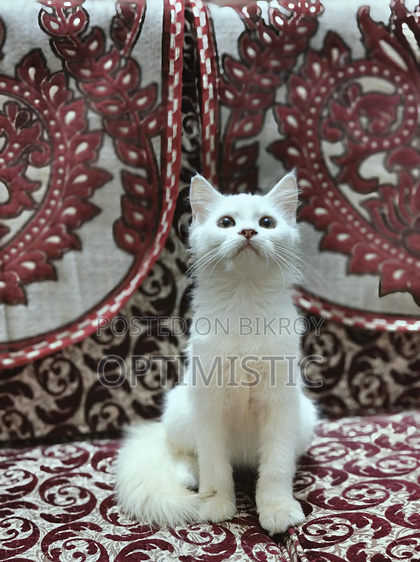 3-6 Months Female Purebred Persian