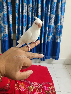 ককাটেল এলবিনো (ফিমেল) টেম করা