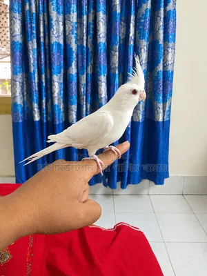 ককাটেল এলবিনো (ফিমেল) টেম করা