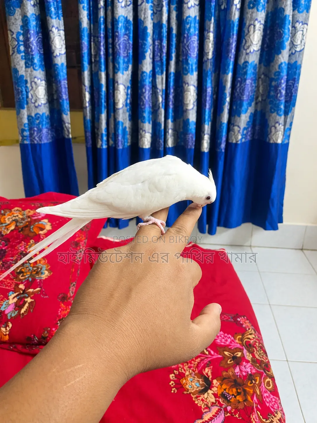 ককাটেল এলবিনো (ফিমেল) টেম করা