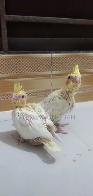 লোটিনো পাল টেম সাইজ ককাটেল এর বাচ্চা