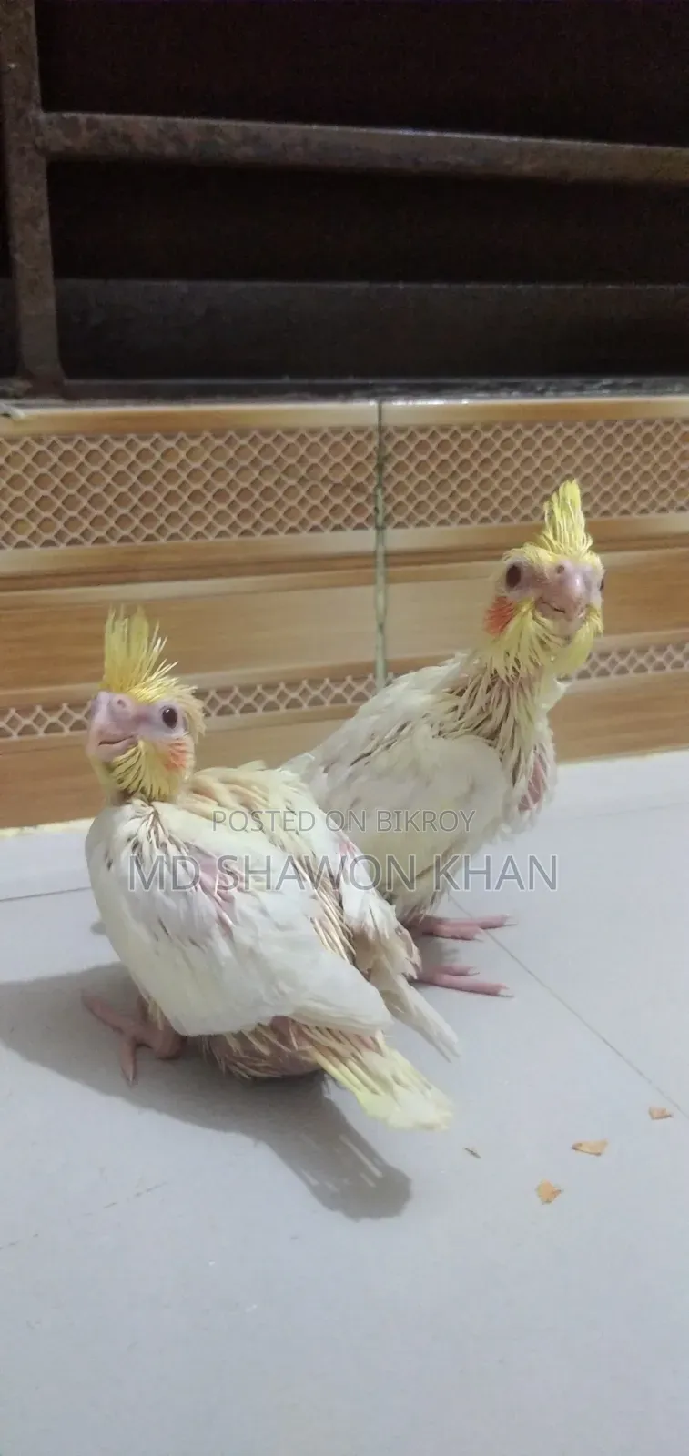 লোটিনো পাল টেম সাইজ ককাটেল এর বাচ্চা