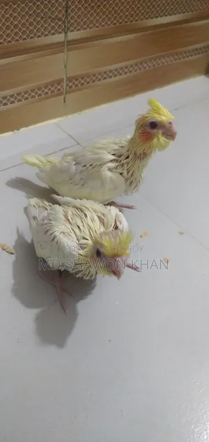 লোটিনো পাল টেম সাইজ ককাটেল এর বাচ্চা
