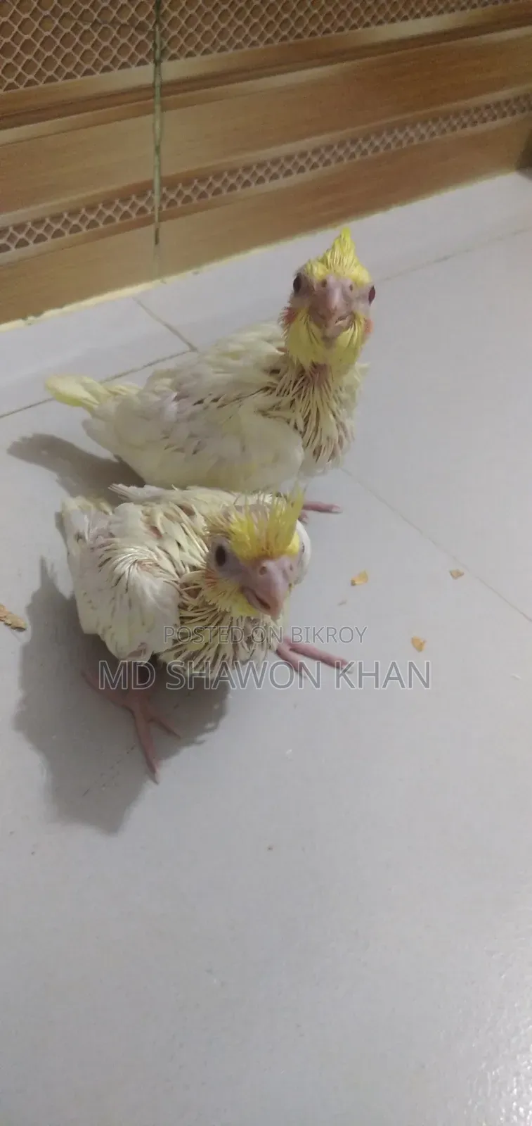 লোটিনো পাল টেম সাইজ ককাটেল এর বাচ্চা