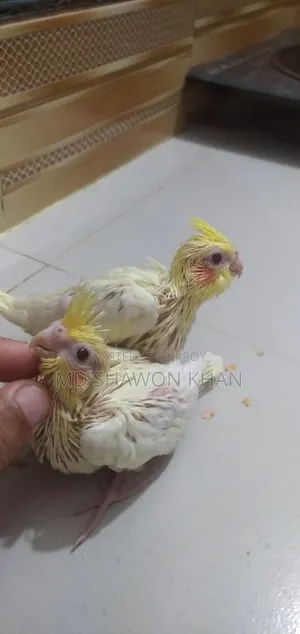 লোটিনো পাল টেম সাইজ ককাটেল এর বাচ্চা