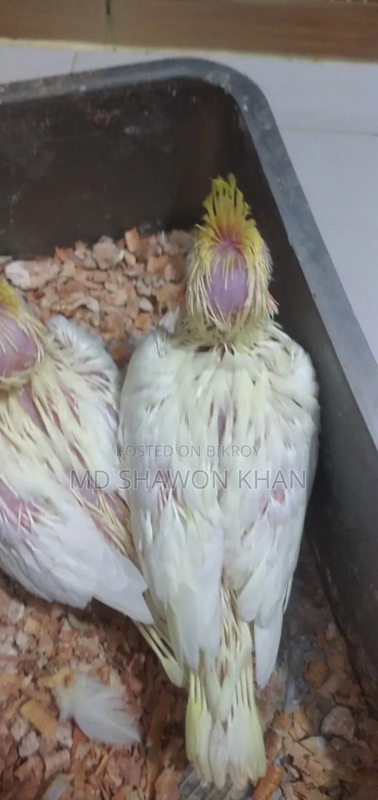 লোটিনো পাল টেম সাইজ ককাটেল এর বাচ্চা