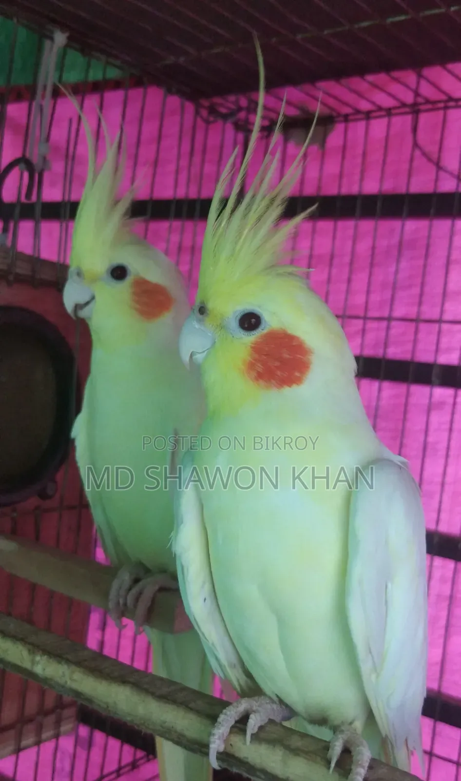 লোটিনো পাল টেম সাইজ ককাটেল এর বাচ্চা