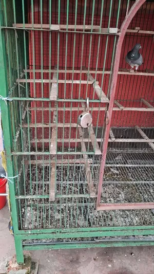 ৫/৪ ফিট ধাপ্রি