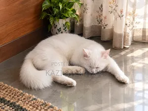 ১+ বছরের পুরুষ পিওরব্রেড পার্সিয়ান বিড়াল