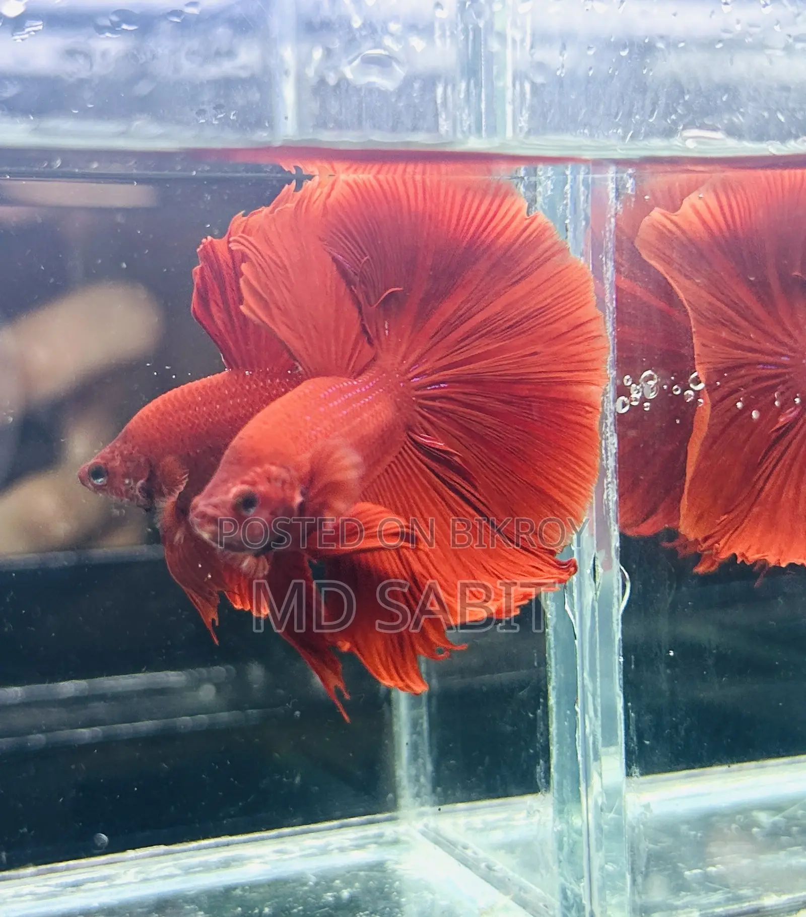 Betta Fish