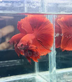 Betta Fish