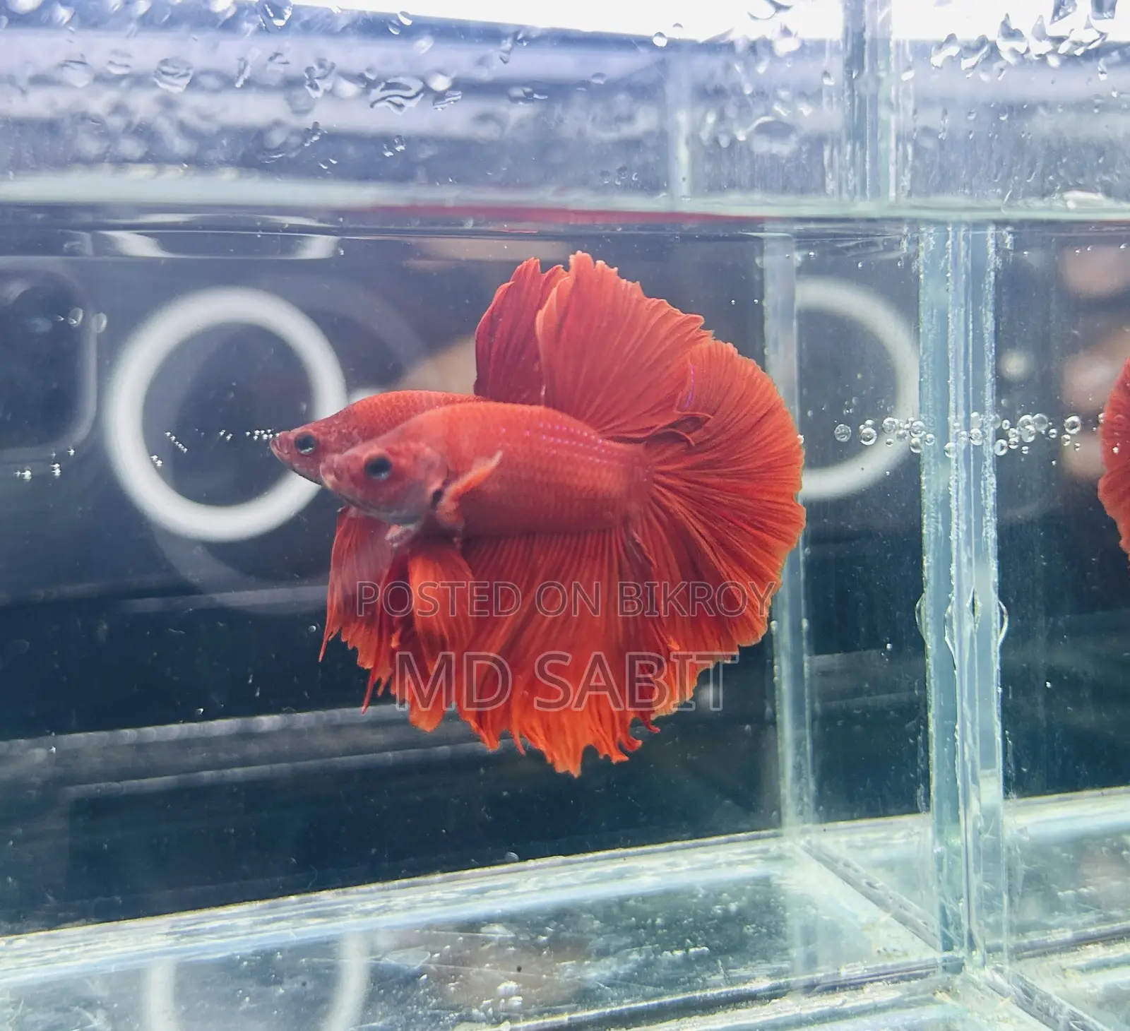 Betta Fish