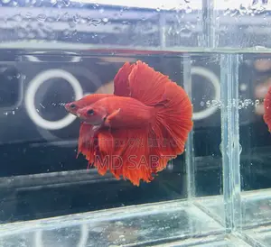 Betta Fish