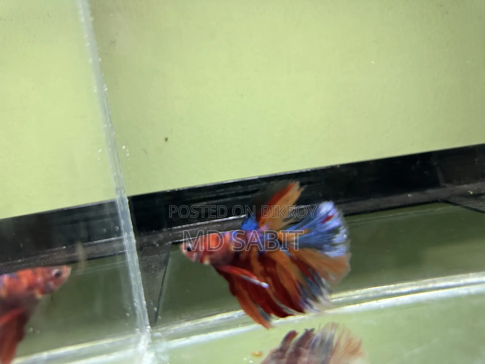 Betta Fish