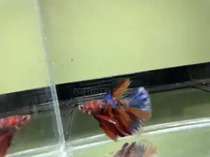 Betta Fish