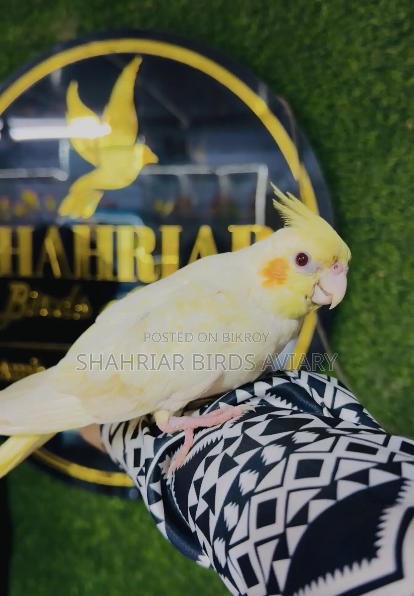 টেম লোটিনো ককাটেইল