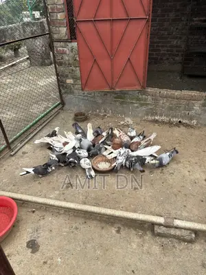 Pigeon Lot for Sale (Kabutor)