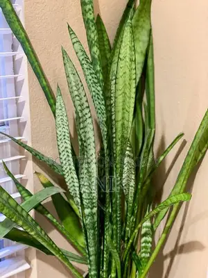 Big Snake Plant