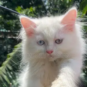 ৩-৬ মাসের মেল পিওরব্রেড পার্সিয়ান