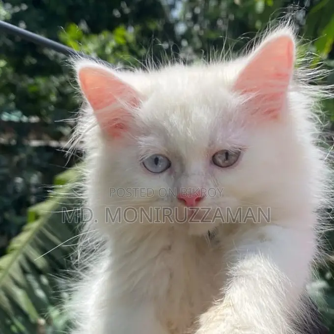 3-6 Months Male Purebred Persian