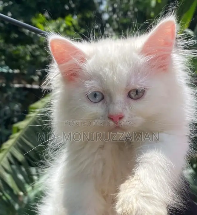 3-6 Months Male Purebred Persian