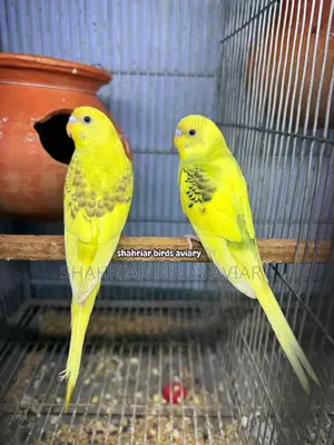 স্পেঞ্জেল বাজরিগার পাখি
