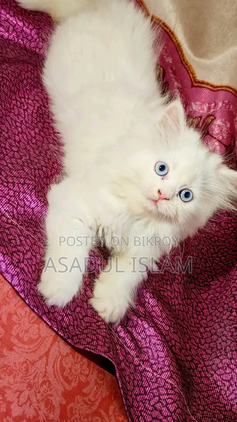১-৩ মাসের মেল পিউরব্রেড পার্সিয়ান