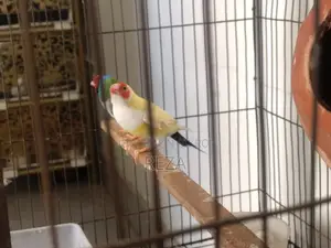 Golden Finches