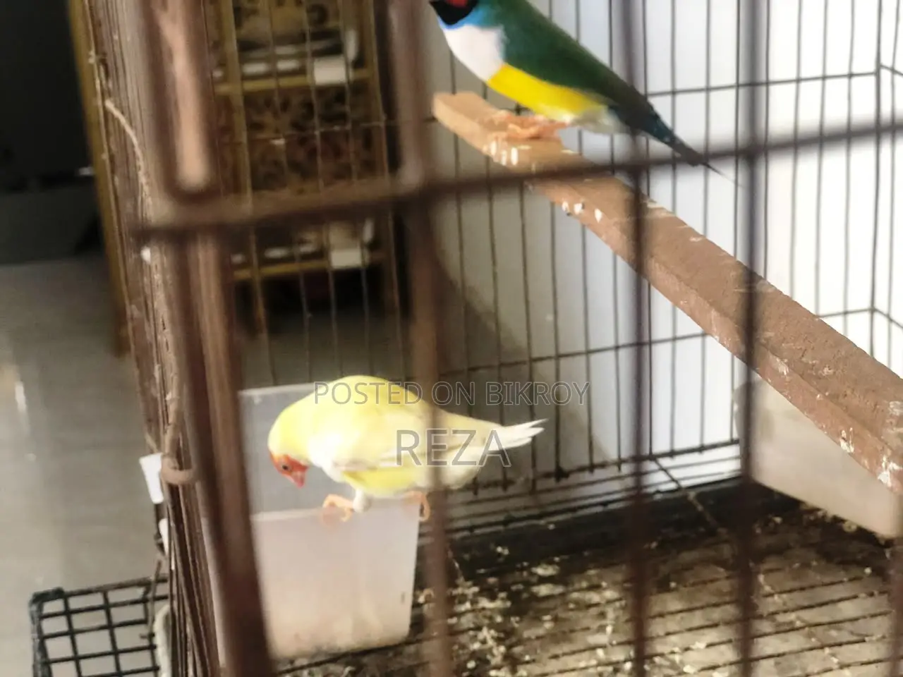 Golden Finches