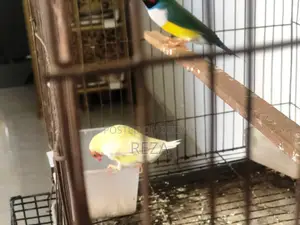 Golden Finches