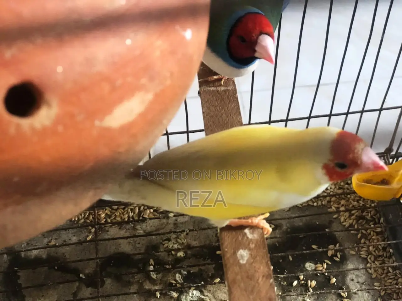 Golden Finches