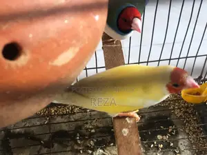 Golden Finches