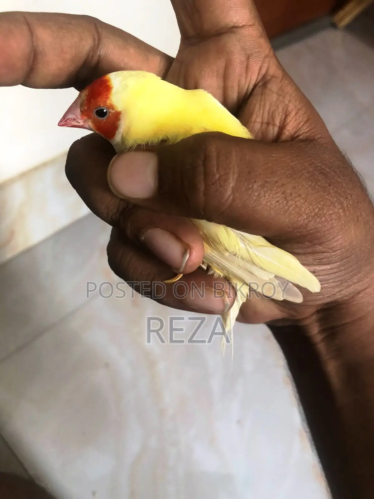 Golden Finches