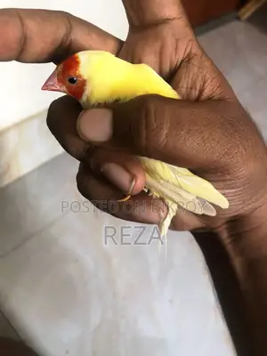 Golden Finches