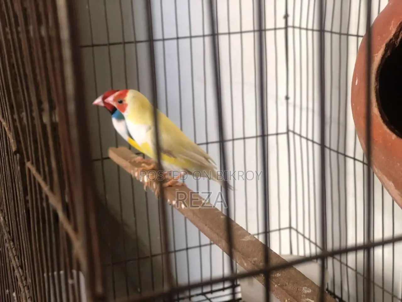 Golden Finches