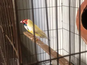 Golden Finches