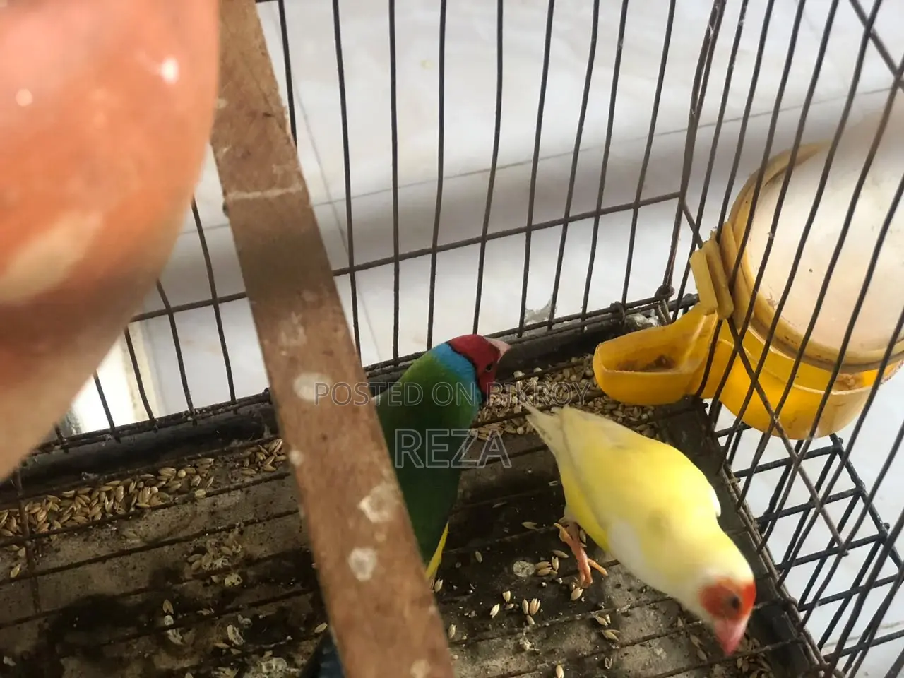Golden Finches