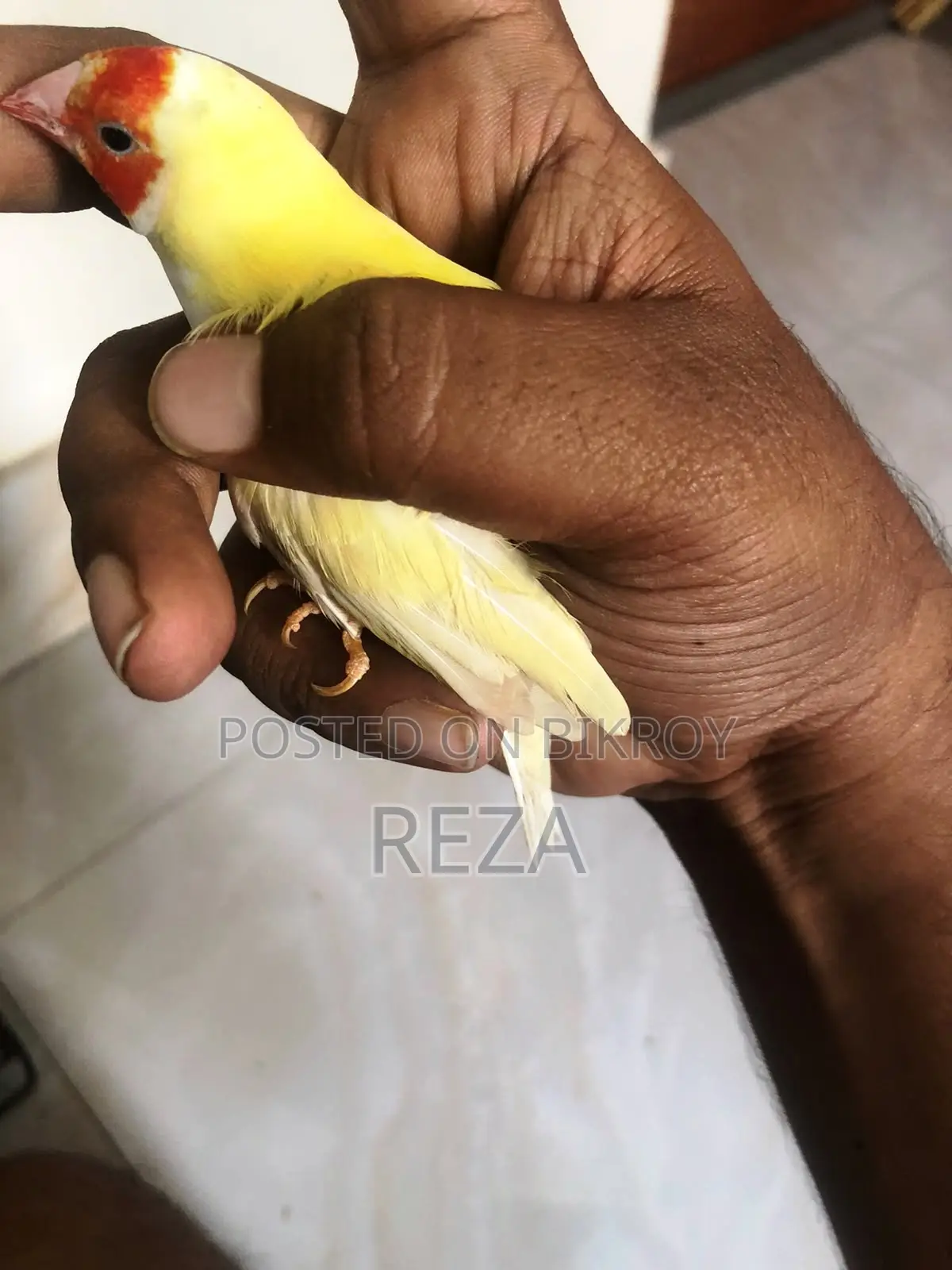 Golden Finches