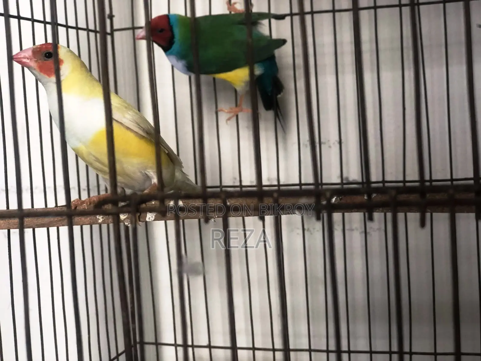 Golden Finches