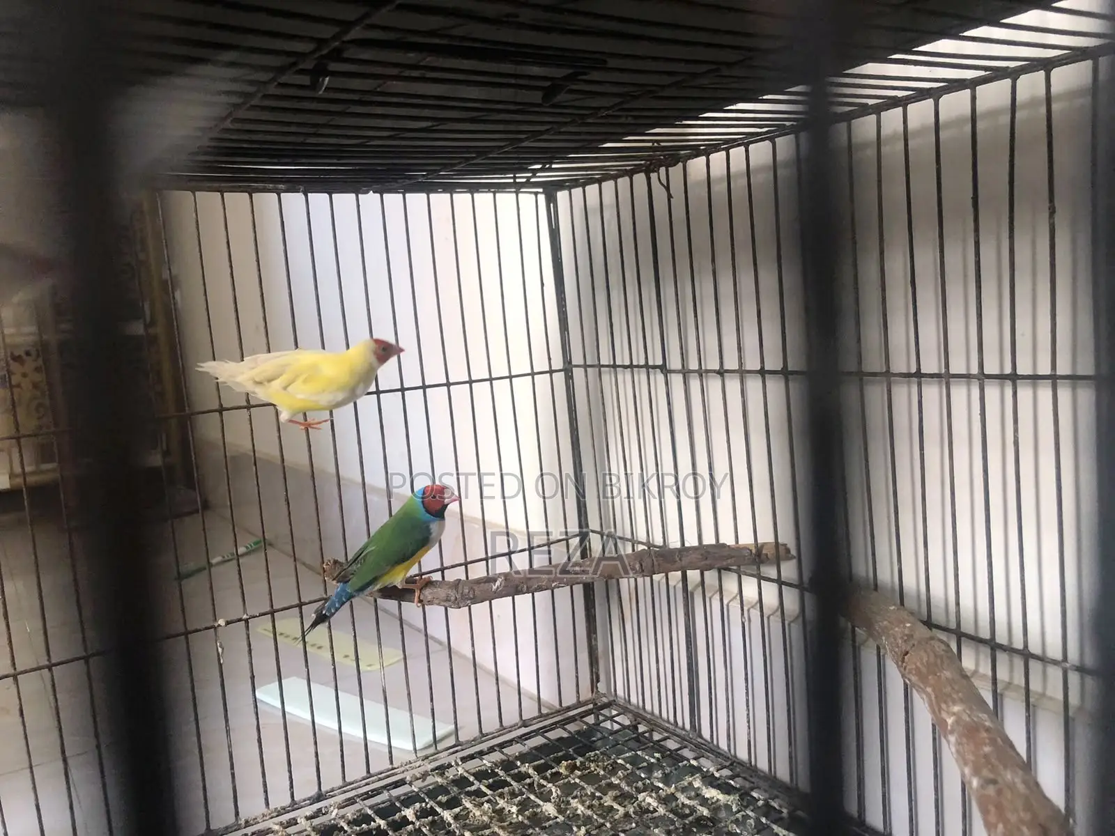 Golden Finches