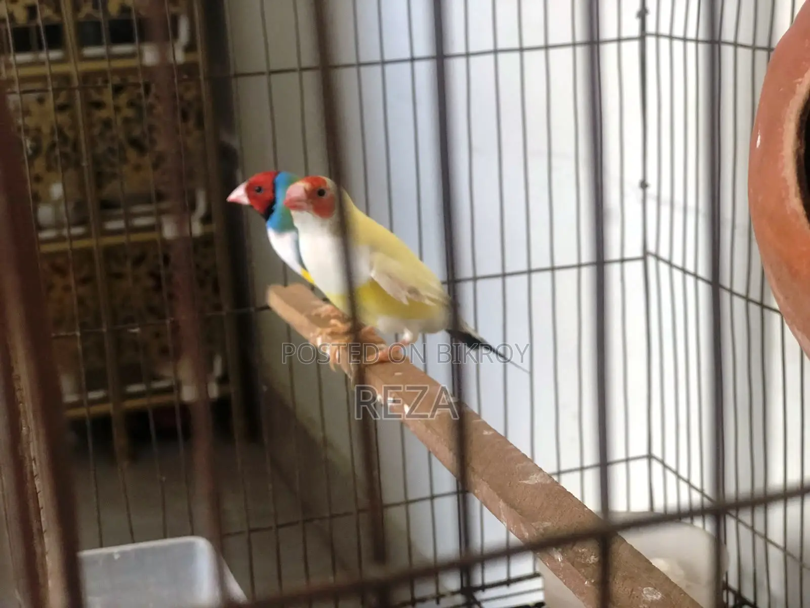 Golden Finches