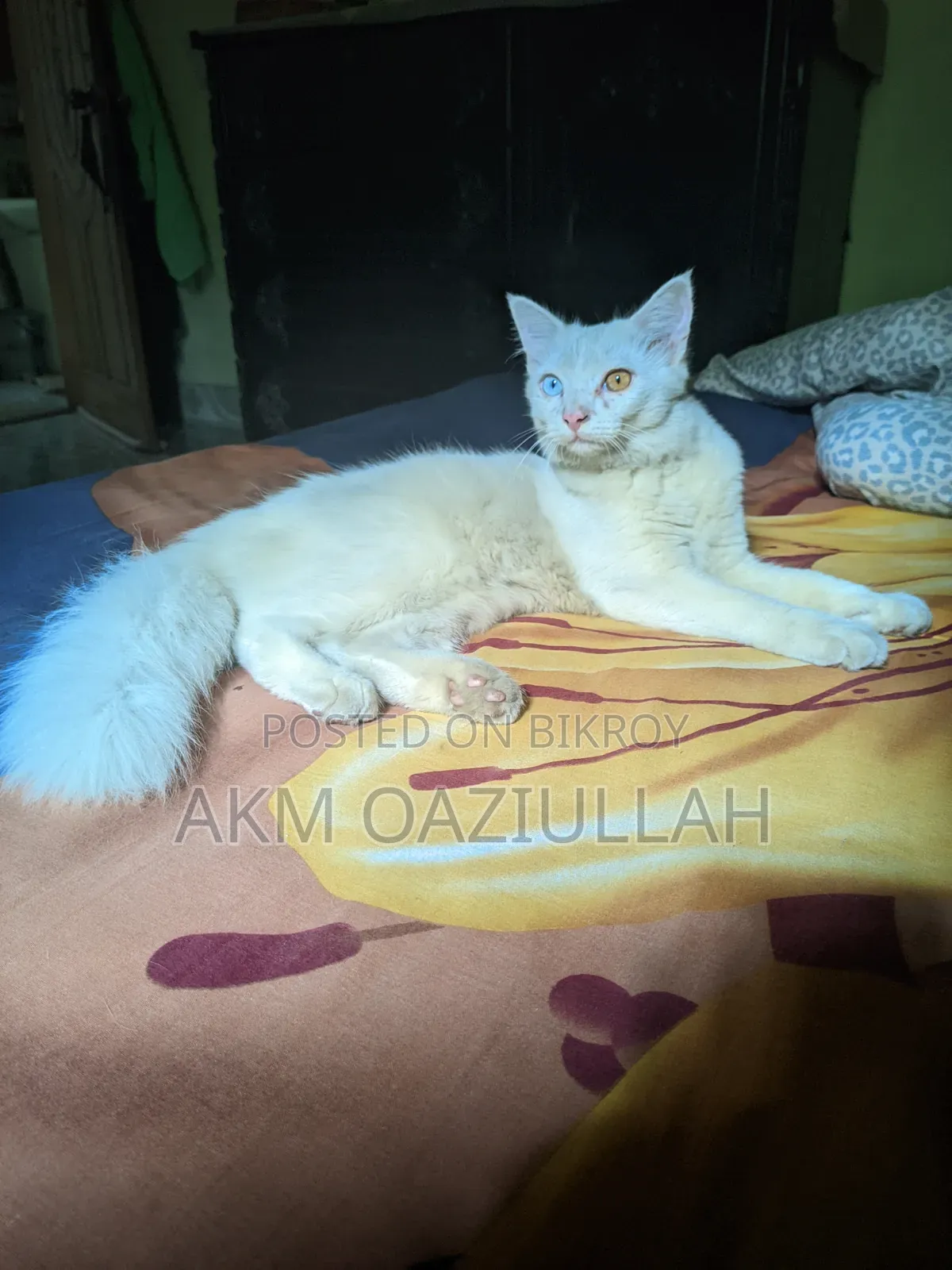 ৩-৬ মাসের পুরুষ খাঁটি পার্সি বিড়াল