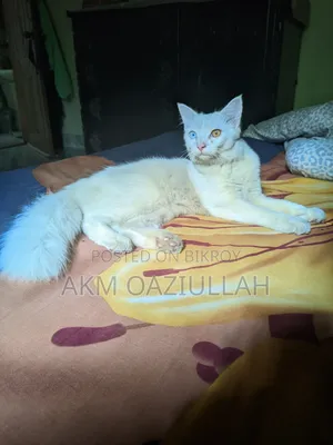 ৩-৬ মাসের পুরুষ খাঁটি পার্সি বিড়াল
