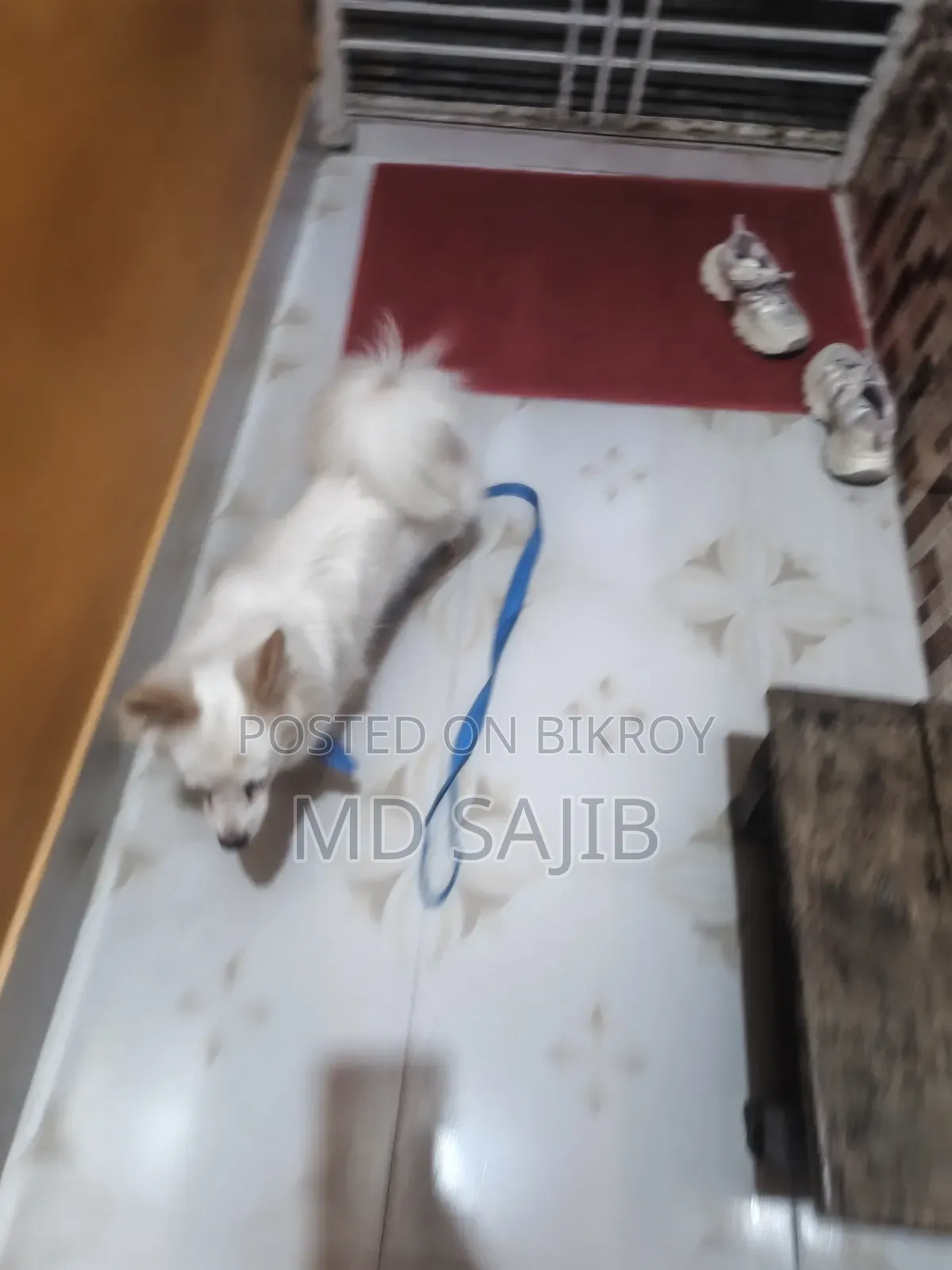 3-6 Months Female Purebred Japanese Spitz