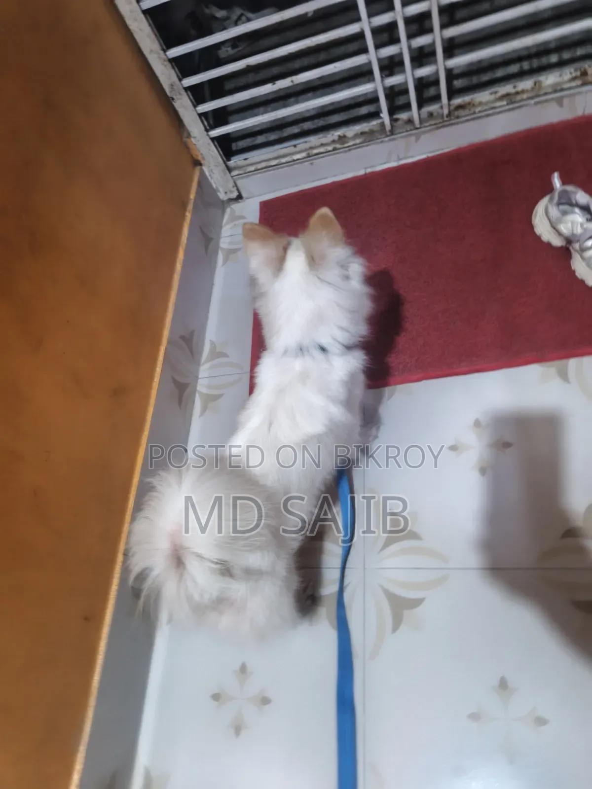 3-6 Months Female Purebred Japanese Spitz