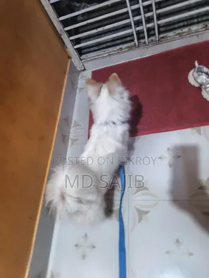 3-6 Months Female Purebred Japanese Spitz
