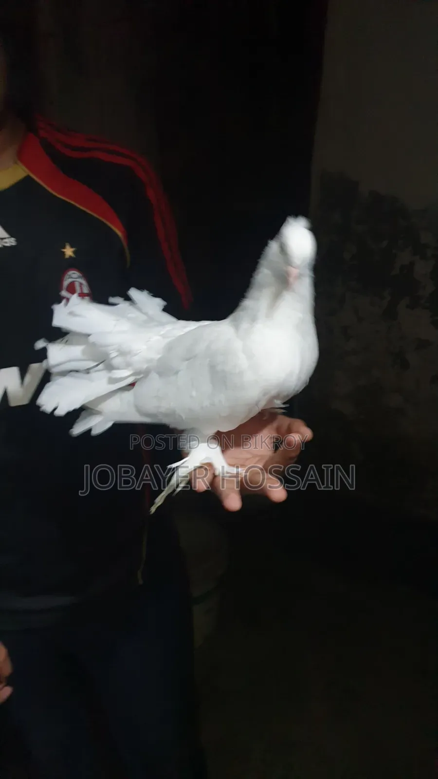 3 Healthy & Active Pigeons for Sale (Lokkha & Bombay)